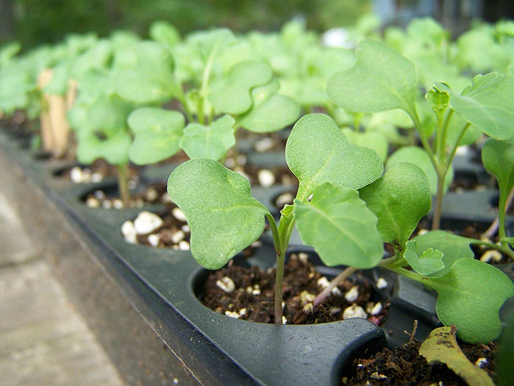 Food to Live Organic Broccoli Seeds for Sprouting, 4 Pounds – Non-GMO, Vegan, Kosher, Sirtfood, Bulk. Rich in Sulforaphane, Vitamin C. Grow Sprouts, Microgreens for Salads, and Sandwiches