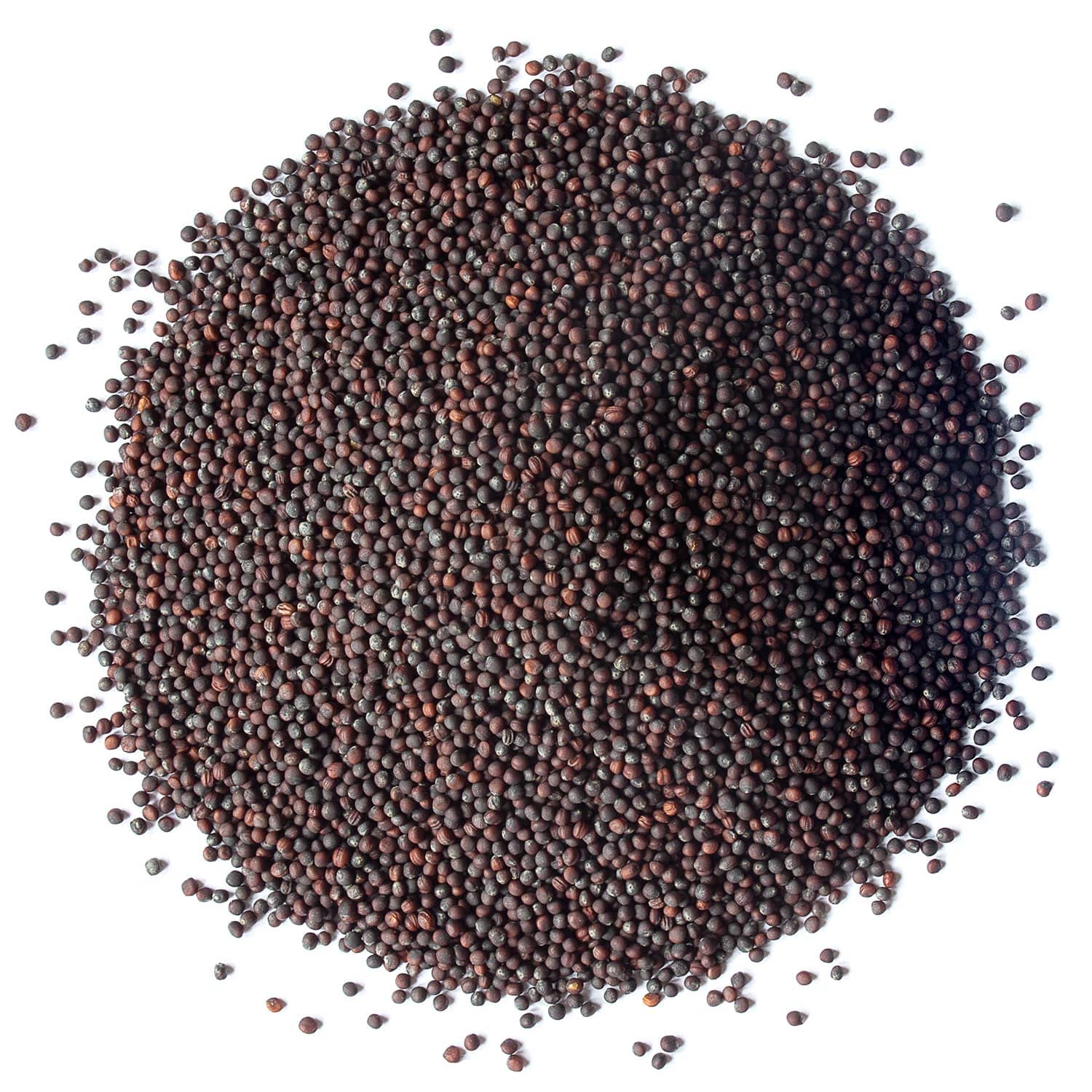 Food to Live Organic Broccoli Seeds for Sprouting, 4 Pounds – Non-GMO, Vegan, Kosher, Sirtfood, Bulk. Rich in Sulforaphane, Vitamin C. Grow Sprouts, Microgreens for Salads, and Sandwiches