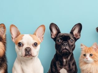Full body portrait of various pets on a light blue background